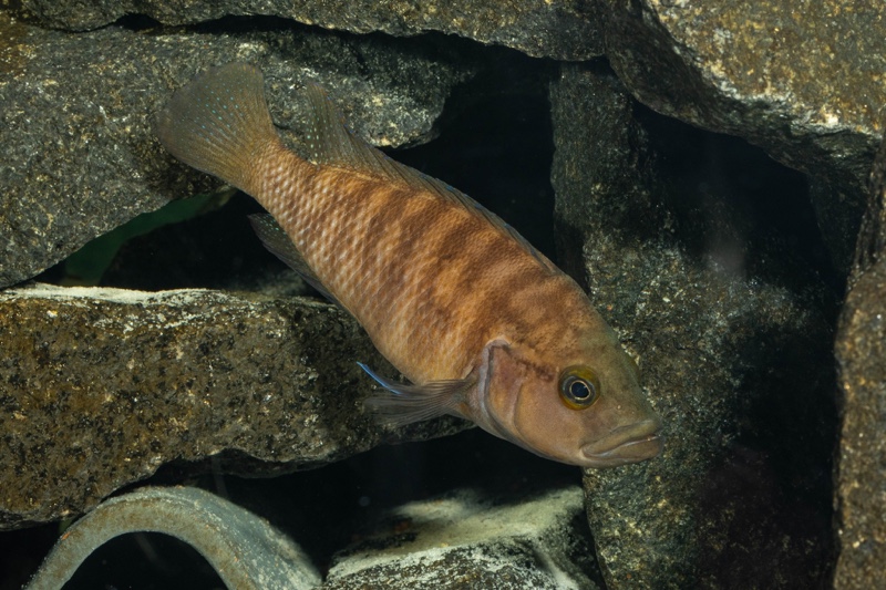 Neolamprologus obscurus 'Kantalamba'